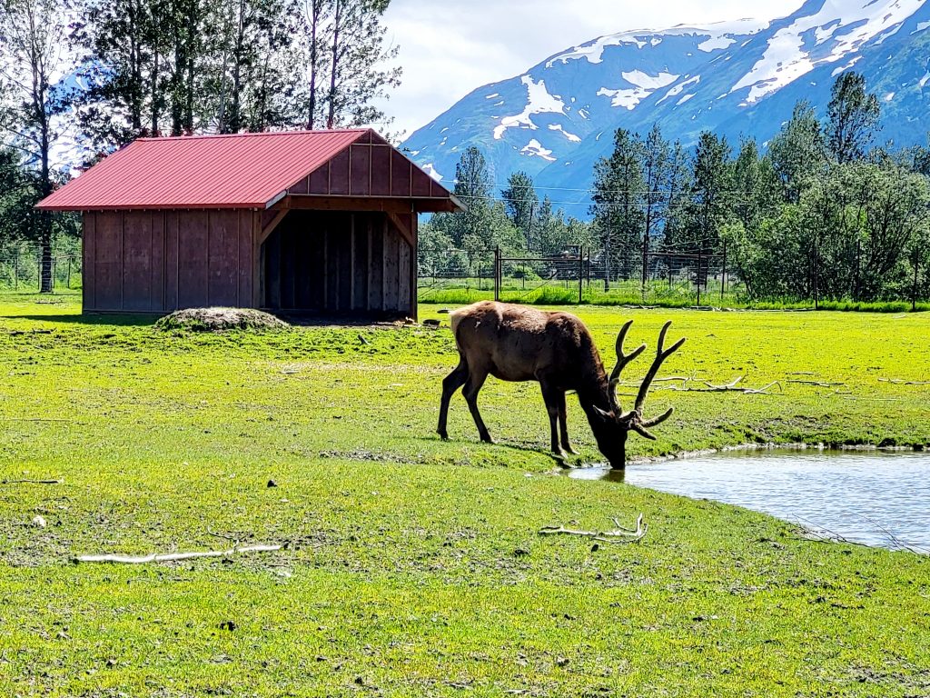 A majestic grizzly animal roaming in the Alaska Wildlife Conservation Center, surrounded by beautiful natural landscapes.