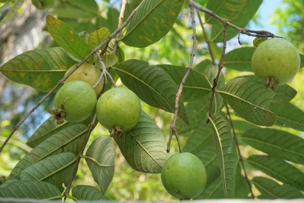 Ripe guava fruit on display, a tropical delicacy from Brazil. Solange Isaacs.