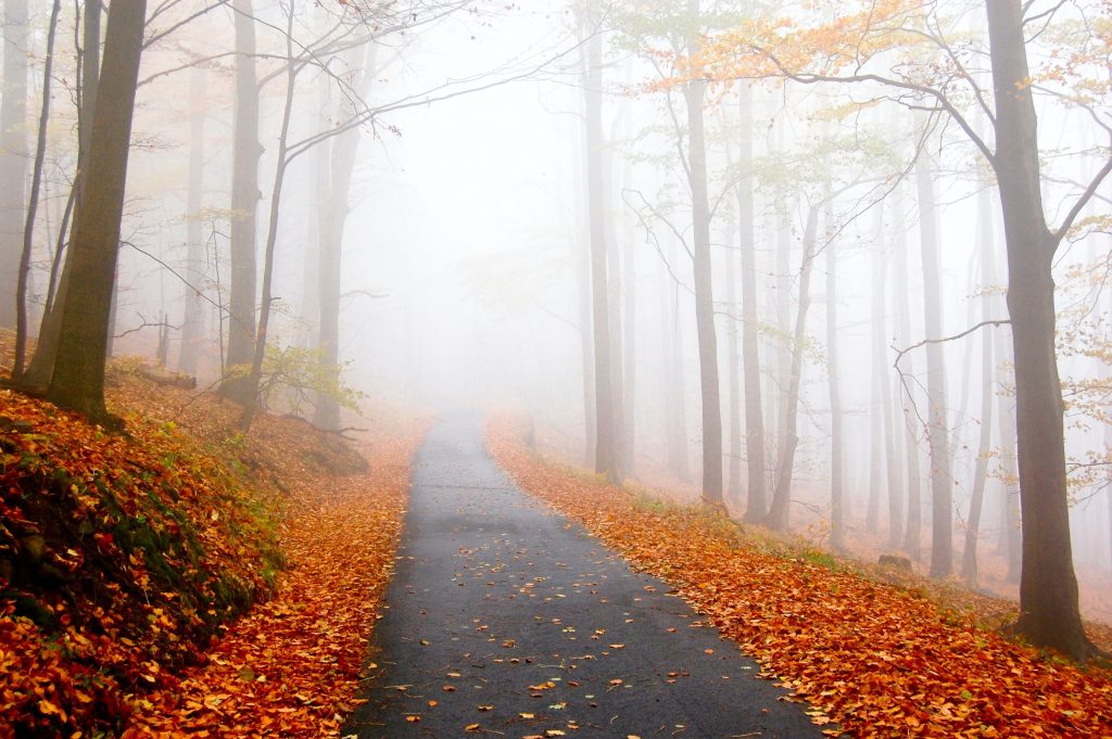 Foggy day view of colorful fall foliage in a tranquil forest. Solange Isaacs©.