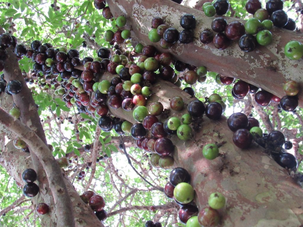Clusters of Jabuticaba fruit growing on the trunk of a tree. Solange Isaacs.
