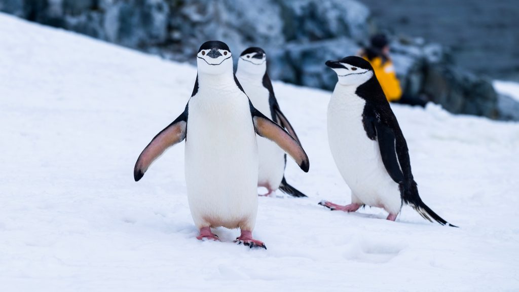 Immerse yourself in the pristine beauty of Antarctica and witness the captivating wildlife, such as these penguins, as you embark on an unforgettable Antarctic adventure.