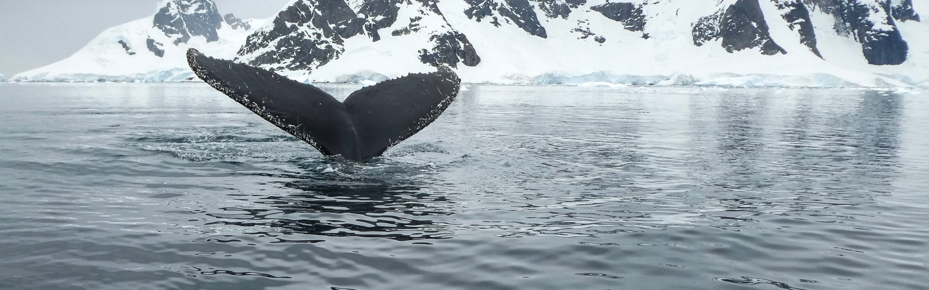 A majestic whale swimming in the icy waters of Antarctica.