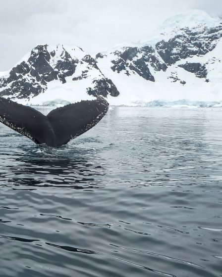 A majestic whale swimming in the icy waters of Antarctica.