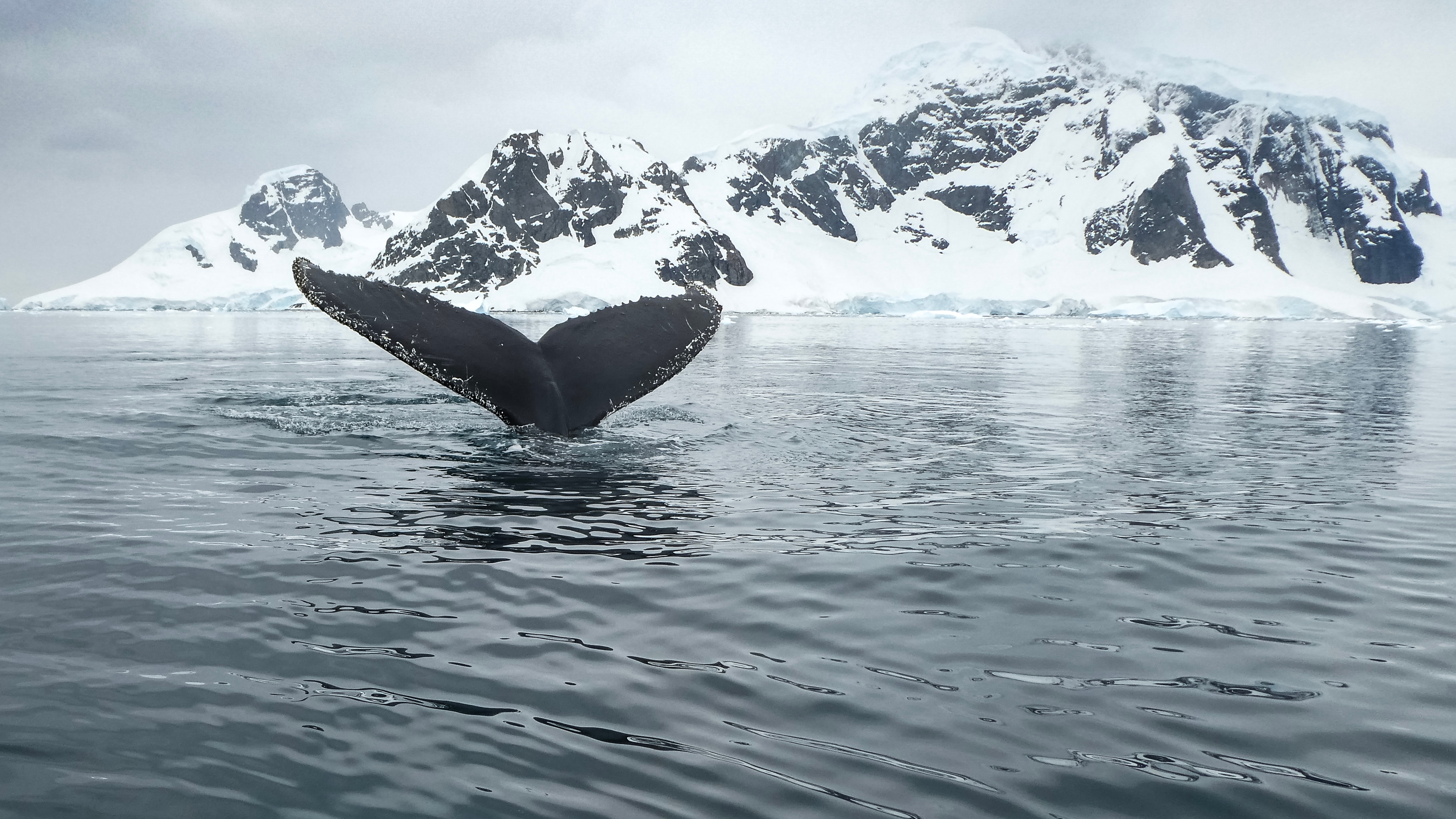 A majestic whale swimming in the icy waters of Antarctica.