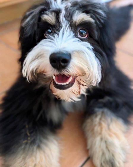 An energetic mini Aussie Doodle named Mars joyfully explores the outdoors, his tongue out and tail wagging.
