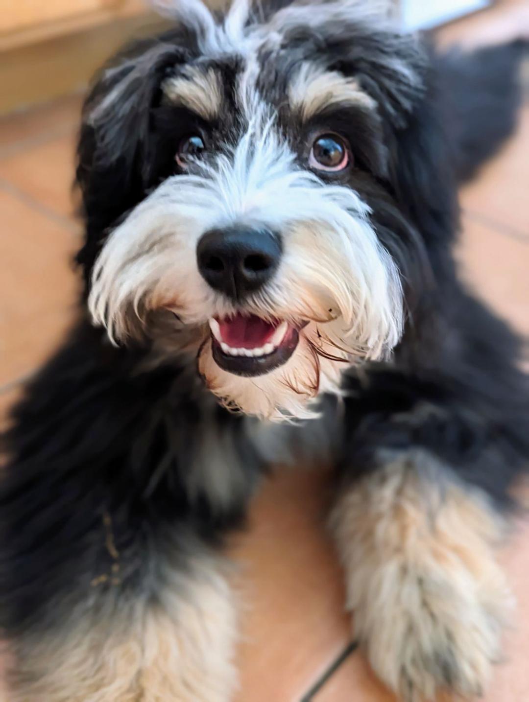 An energetic mini Aussie Doodle named Mars joyfully explores the outdoors, his tongue out and tail wagging.