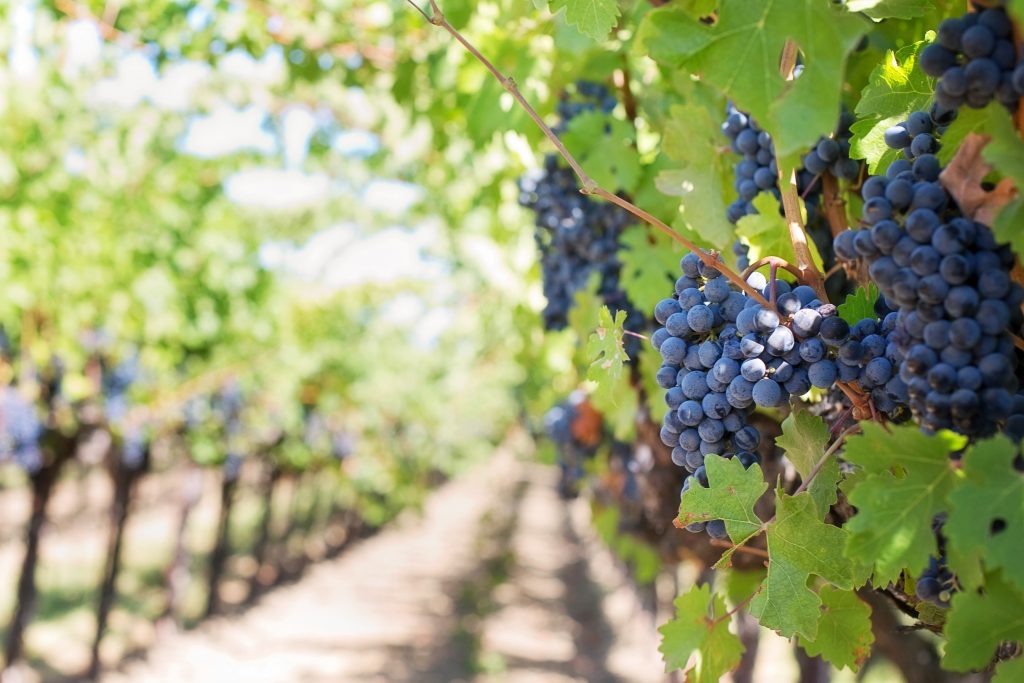 Close-up of ripe Malbec grapes hanging in clusters on the vine, showcasing their vibrant purple color and lush texture. Solange Isaacs.