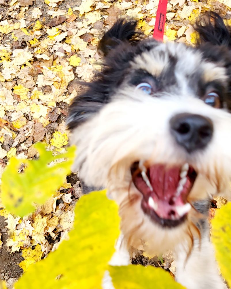 Mars, the Awesome Mini Aussiedoodle: Small Stature, Colossal Adventures - Solange Isaacs.