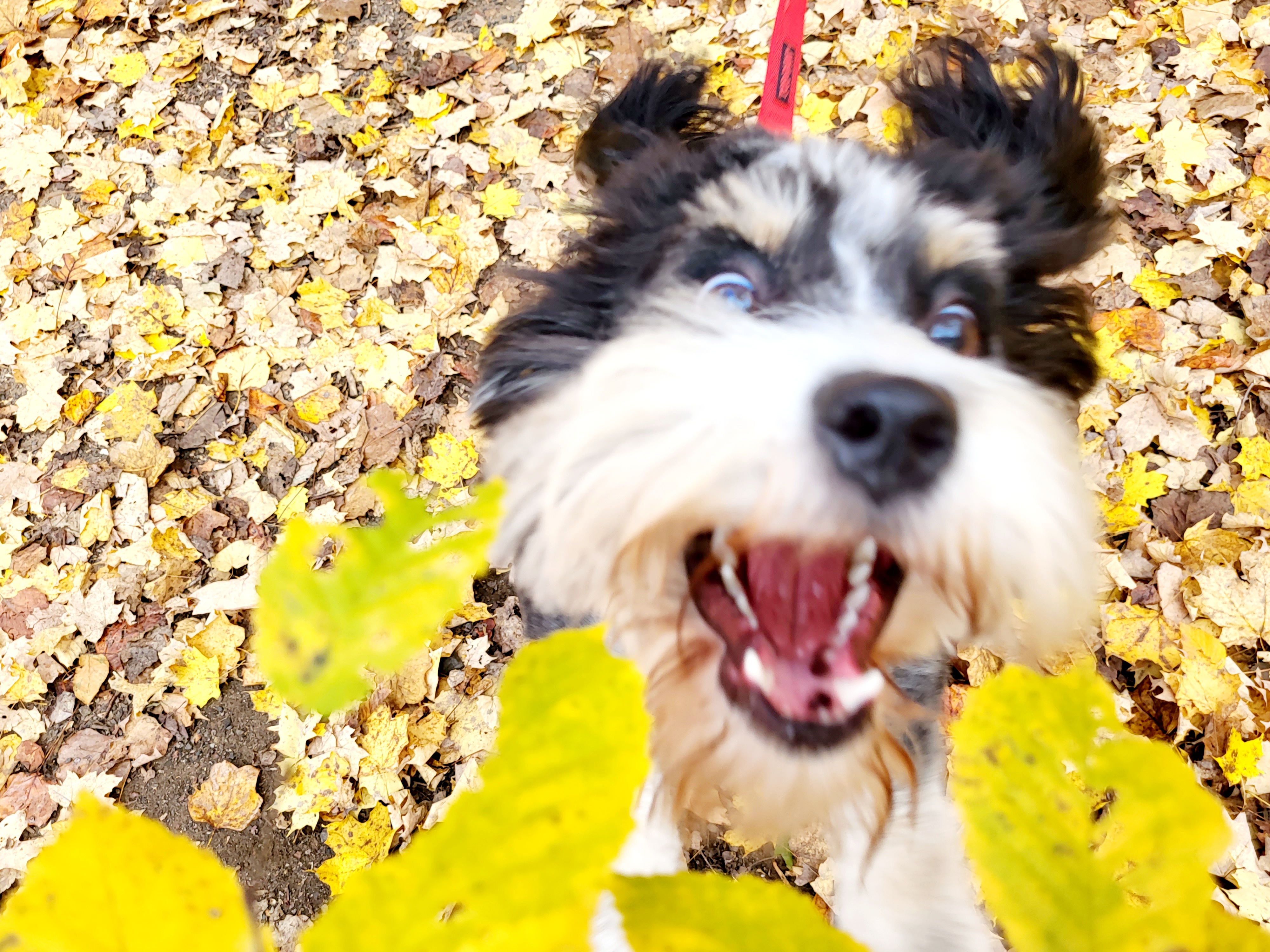 Mars, the Awesome Mini Aussiedoodle: Small Stature, Colossal Adventures - Solange Isaacs.