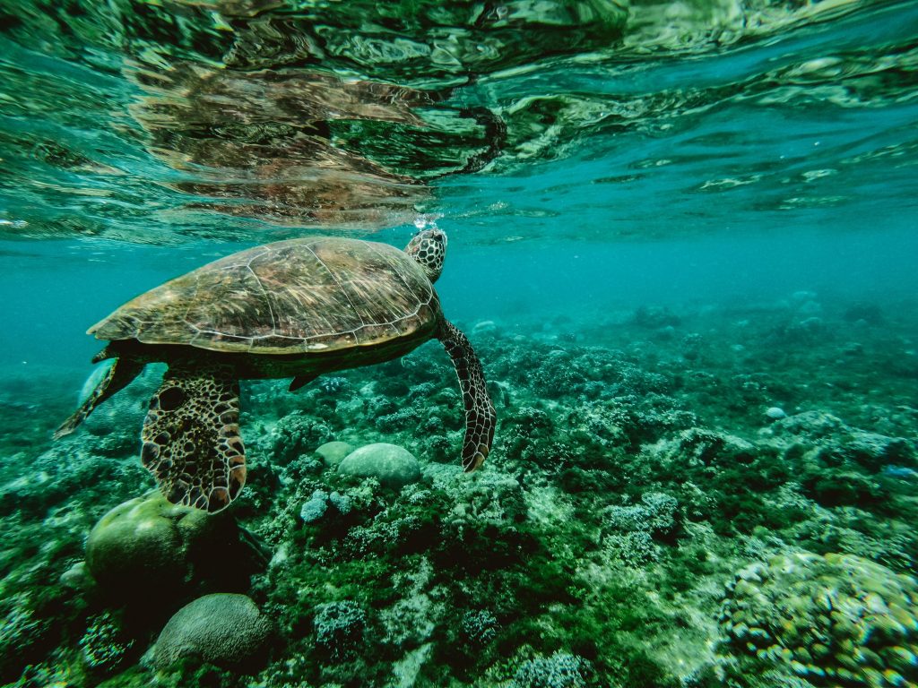 Ningaloo Reef, Western Australia | Solange Isaacs